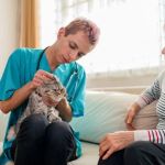 How to Improve Cats Emergency Vet Advice at Home for Pet Owners