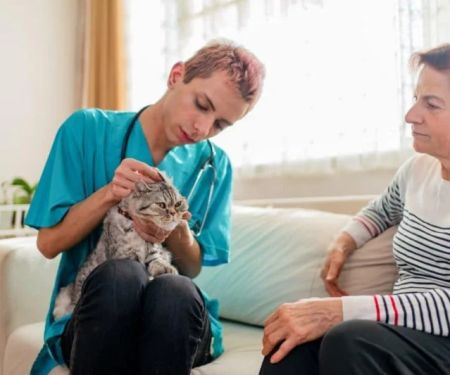 How to Improve Cats Emergency Vet Advice at Home for Pet Owners