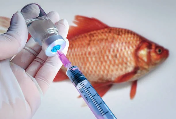 How to Improve Fish Vaccination Guide at Home