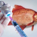 How to Improve Fish Vaccination Guide at Home