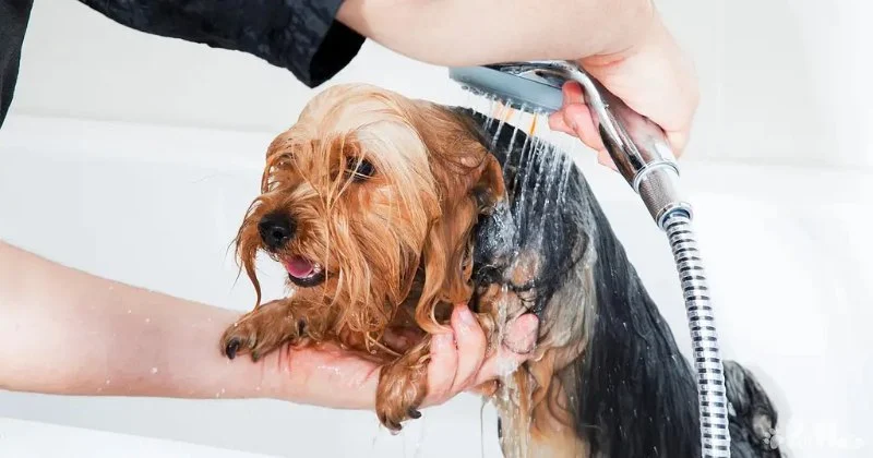 Top 10 Skin and Coat Care Every Dog Owner in the UK Should Know