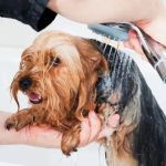 Top 10 Skin and Coat Care Every Dog Owner in the UK Should Know