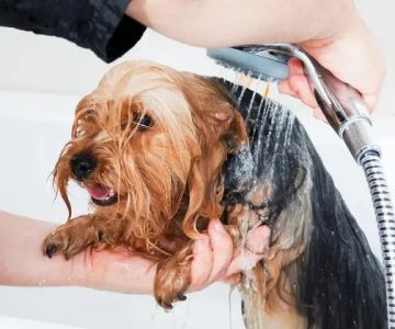 Top 10 Skin and Coat Care Every Dog Owner in the UK Should Know