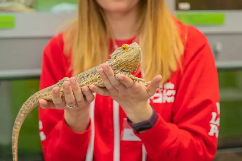 Top 10 Adoption Guide Every Exotic Pets Owner in the UK Should Know