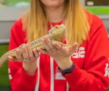 Top 10 Adoption Guide Every Exotic Pets Owner in the UK Should Know