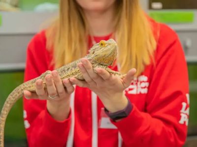 Top 10 Adoption Guide Every Exotic Pets Owner in the UK Should Know