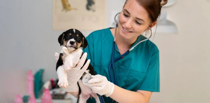Best Practices for Spaying and Neutering in Puppies