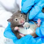 Best Practices for Spaying and Neutering in Hamsters