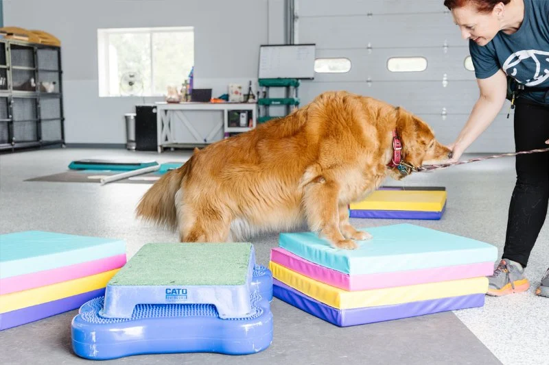 Vet-Approved Exercise and Fitness for Reptiles