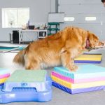 Vet-Approved Exercise and Fitness for Reptiles