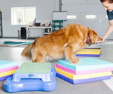 Vet-Approved Exercise and Fitness for Reptiles