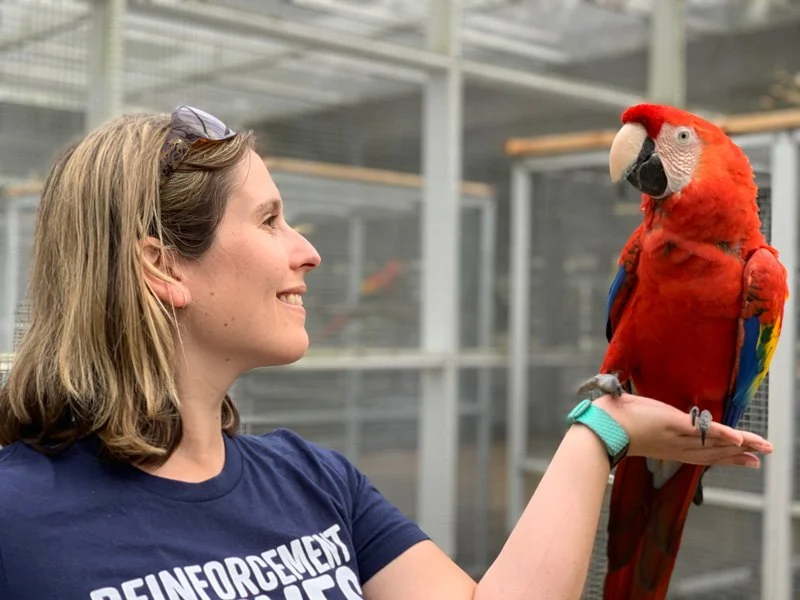 Vet-Approved Behaviour Training for Birds