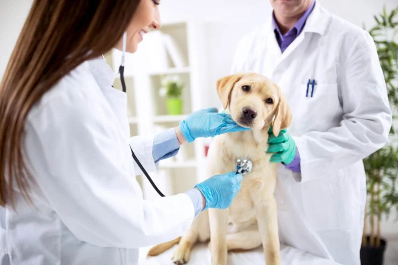 Top 10 Allergy Care Every Dog Owner in the UK Should Know