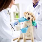 Top 10 Allergy Care Every Dog Owner in the UK Should Know
