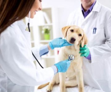 Top 10 Allergy Care Every Dog Owner in the UK Should Know