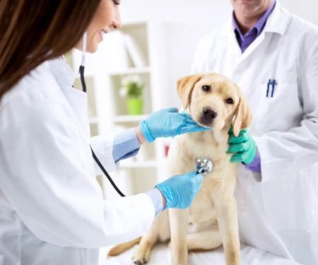 Top 10 Allergy Care Every Dog Owner in the UK Should Know