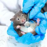 Expert Vet Advice on Dental Care for Hamsters