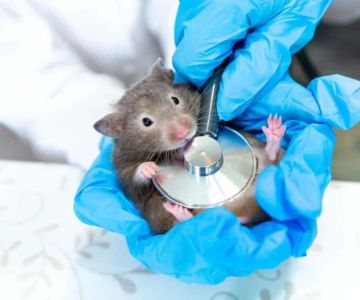 Expert Vet Advice on Dental Care for Hamsters