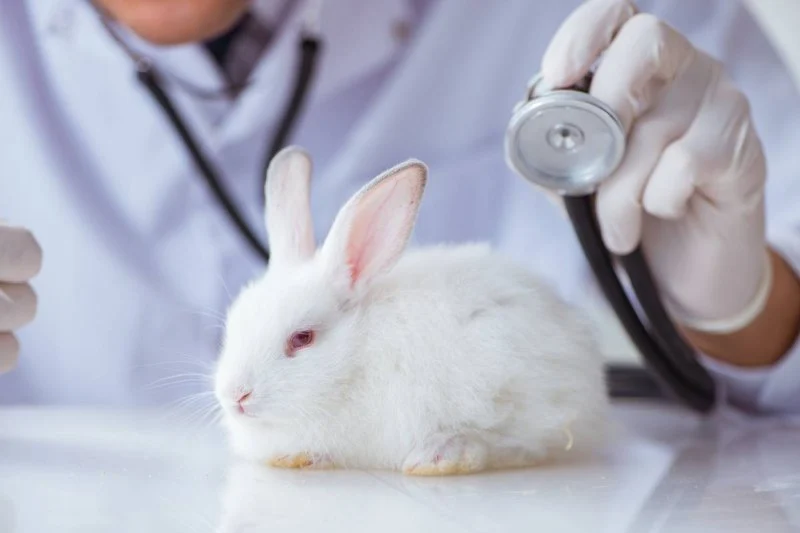 Expert Vet Advice on Health Checkups for Rabbits
