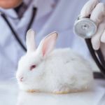 Expert Vet Advice on Health Checkups for Rabbits
