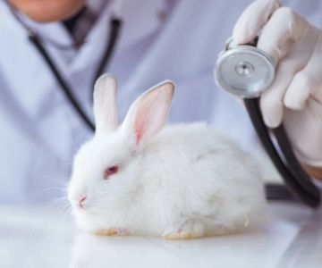 Expert Vet Advice on Health Checkups for Rabbits