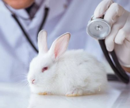 Expert Vet Advice on Health Checkups for Rabbits
