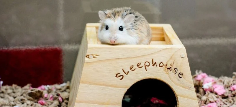 How to Improve Hamsters Adoption Guide at Home