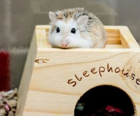 How to Improve Hamsters Adoption Guide at Home