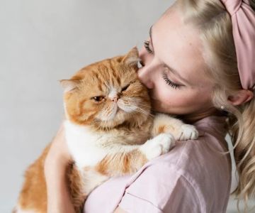 Travel Safety Explained: Keeping Your Cats Healthy in the UK