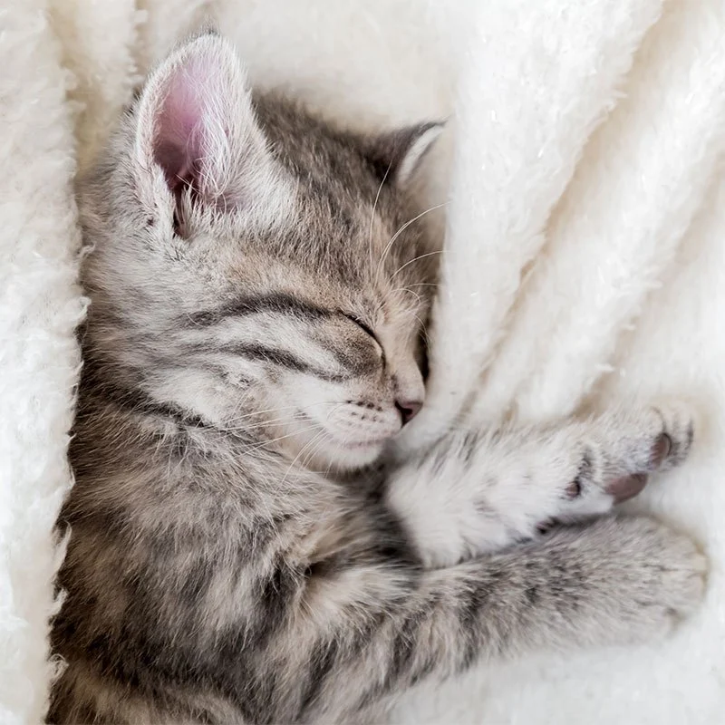 UK Pet Owner’s Guide to Puppy and Kitten Care for Hamsters