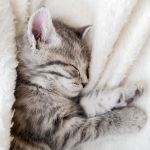 UK Pet Owner’s Guide to Puppy and Kitten Care for Hamsters