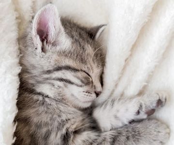 UK Pet Owner’s Guide to Puppy and Kitten Care for Hamsters