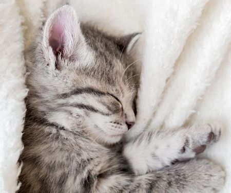 UK Pet Owner’s Guide to Puppy and Kitten Care for Hamsters