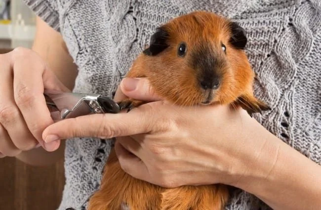 Common Illnesses Explained: Keeping Your Guinea Pigs Healthy in the UK