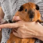 Common Illnesses Explained: Keeping Your Guinea Pigs Healthy in the UK