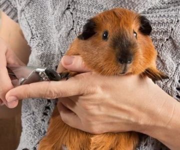 Common Illnesses Explained: Keeping Your Guinea Pigs Healthy in the UK