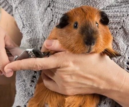 Common Illnesses Explained: Keeping Your Guinea Pigs Healthy in the UK