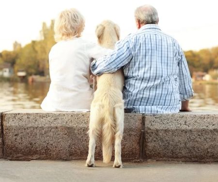 Best Practices for Seasonal Health Tips in Senior Pets