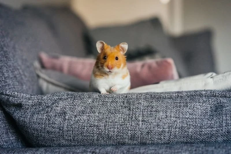 Best Practices for Mental Health in Exotic Pets