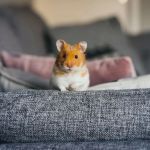 Best Practices for Mental Health in Exotic Pets