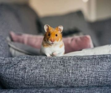 Best Practices for Mental Health in Exotic Pets