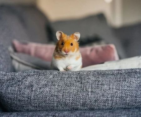 Best Practices for Mental Health in Exotic Pets