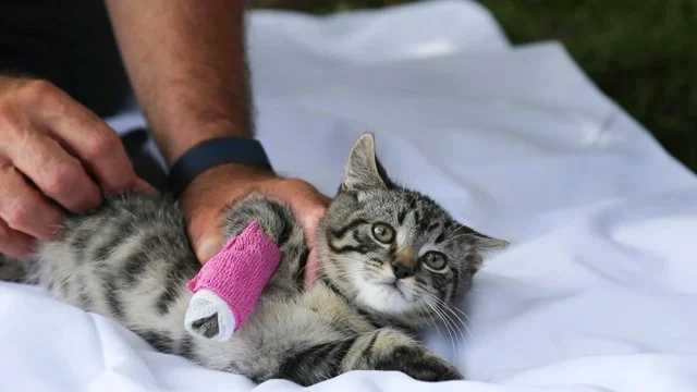 Complete Guide to First Aid Tips for Cats