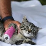 Complete Guide to First Aid Tips for Cats