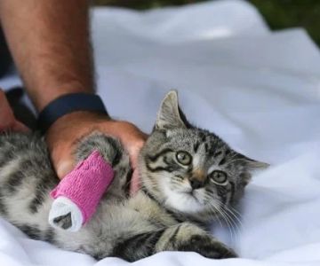 Complete Guide to First Aid Tips for Cats
