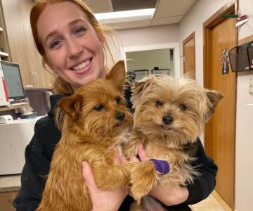 Best Practices for Preventive Care in Puppies: Keep Your Pup Healthy