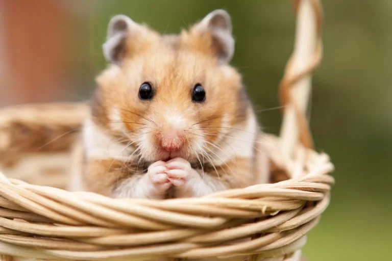 Top 10 Spaying and Neutering Every Hamster Owner in the UK Should Know