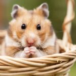 Top 10 Spaying and Neutering Every Hamster Owner in the UK Should Know