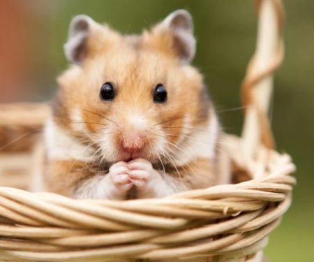 Top 10 Spaying and Neutering Every Hamster Owner in the UK Should Know