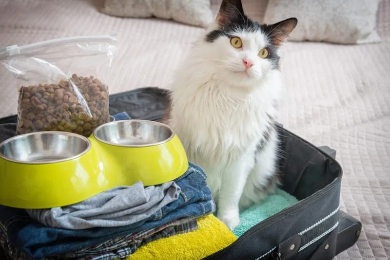 Top 10 Travel Safety Tips Every Cat Owner in the UK Should Know